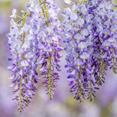 wisteria blooms