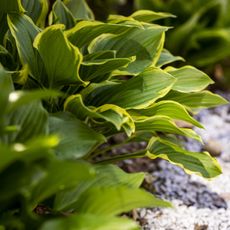close up of hosta giboshi leaf sprouts