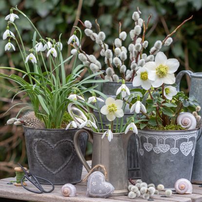 hellebores and snowdrops in containers in late winter garden